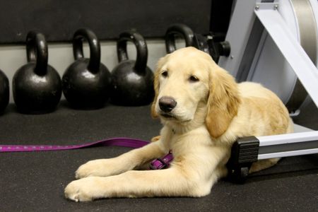 Gym Dog