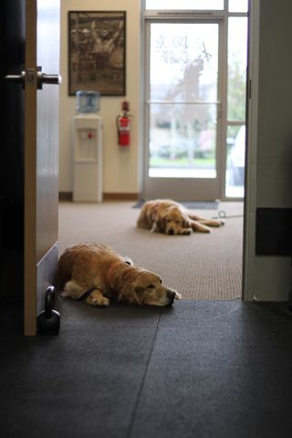 Retriever Resting